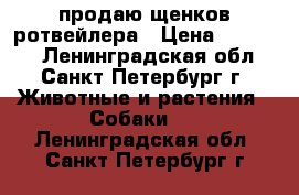 продаю щенков ротвейлера › Цена ­ 20 000 - Ленинградская обл., Санкт-Петербург г. Животные и растения » Собаки   . Ленинградская обл.,Санкт-Петербург г.